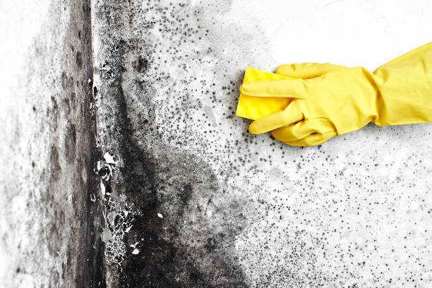 Best Local Mold Removal Service  in Double Oak, TX