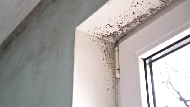 Best Certified Mold Removal  in Double Oak, TX