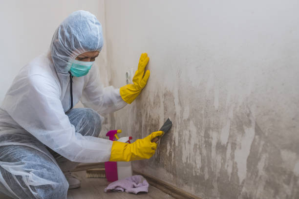 Best Toxic Mold Removal  in Double Oak, TX