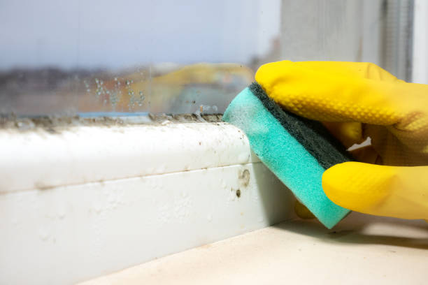 Best Same-Day Mold Removal  in Double Oak, TX