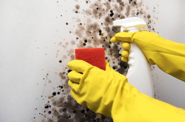 Best Best Mold Removal Companies  in Double Oak, TX