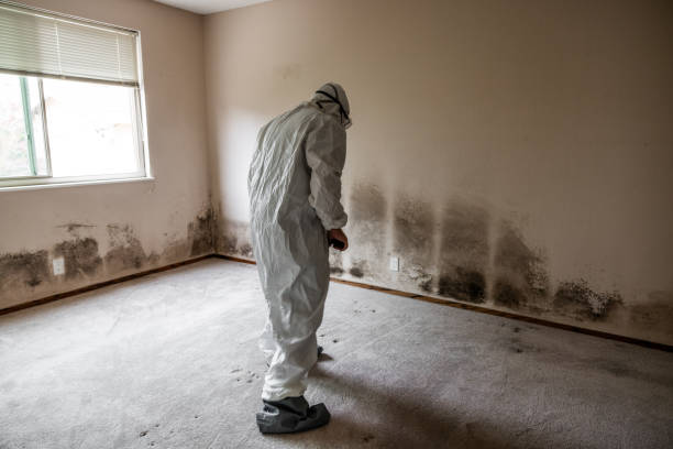 Best Black Mold Removal  in Double Oak, TX