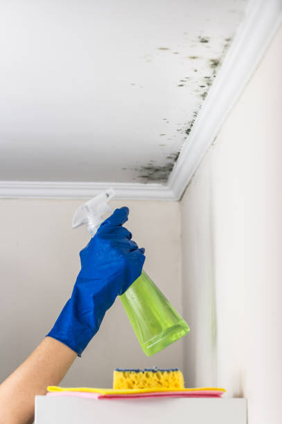 Best Residential Mold Removal  in Double Oak, TX